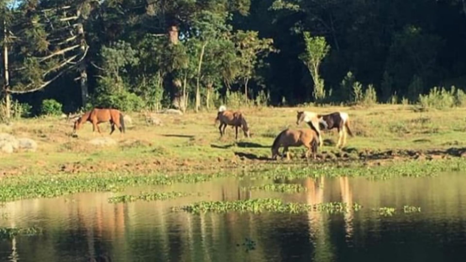 ONG Cavalo de Lata