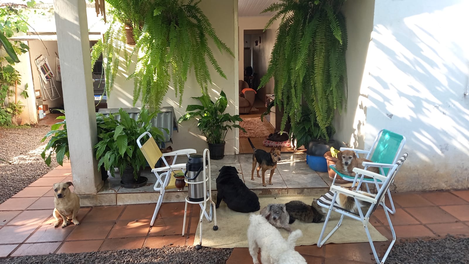 Projeto Asilo Bichológico da Tia Léo